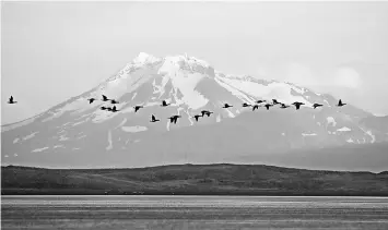  ??  ?? With Mount Dutton as the backdrop, brant geese fly at sunset in the Izembeck refuge in Alaska. — WP-Bloomberg photos