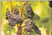  ?? ERIC RISBERG — THE ASSOCIATED PRESS ?? Grapes with ash on them hang in a vineyard that was blanketed by smoke from wildfires in Sonoma.