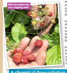  ??  ?? Wild strawberri­es are cropping well