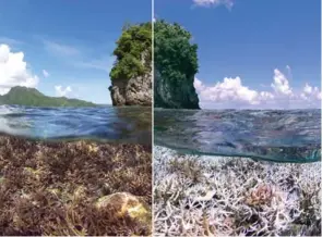  ??  ?? Above / Arriba: A before and after image of the bleaching in American Samoa. The first image was taken in December 2014. The second image was taken in February 2015. Una imagen del antes y después del blanqueami­ento del coral, en Samoa Americana. La primera imagen fue tomada en diciembre de 2014. La segunda imagen fue tomada en febrero de 2015. Right / Derecha: Images from a healthy reef in Palau, one of the largest marine reserves on the planet. Imágenes de un arrecife saludable en Palau, una de las mayores reservas marinas del planeta. XL CATLIN SEAVIEW SURVEY