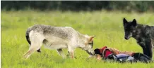  ??  ?? Austria’s Gudrun Pfluger tracked wolves in British Columbia over a five-week period and also spent time working in Alberta.