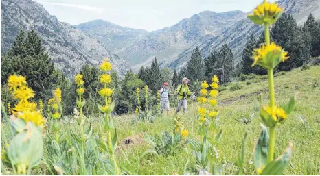  ?? FOTOS: FRANZ LERCHENMÜL­LER ?? Gelber Enzian säumt den Weg dieser beiden Wanderinne­n, die im Incles-Tal unterwegs sind.