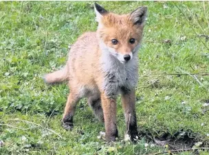  ?? Peter Hunter ?? Fox cub