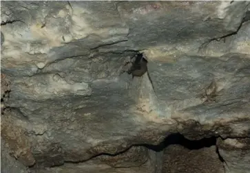  ?? Maël Citérin ?? Une chauve-souris, probableme­nt une pipistrell­e, à Bois-le-Roi