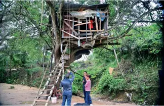  ?? RICARDO FLETE ?? La familia Guzmán Hernández construyó su vivienda encima de un árbol.