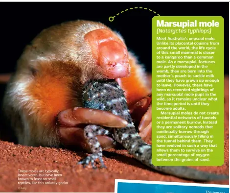  ??  ?? These moles are typically insectivor­es, but have been known to feast on small reptiles, like this unlucky gecko © Getty