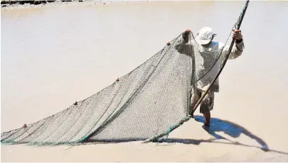  ??  ?? LA RED es lanzada a la charca y arrastrada para capturar a su paso peces basa y camarones de agua dulce.