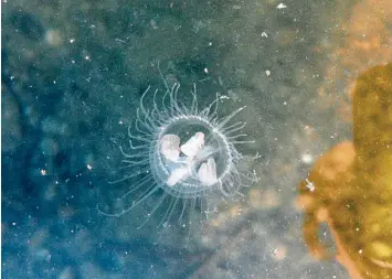  ?? Foto: Zita Schmid ?? Das Bild zeigt eine Süßwasserq­ualle im Kellmünzer See. Die Tierchen sind hier gesichtet worden. Sie sind harmlos und stellen für den Menschen keine Gefahr dar.