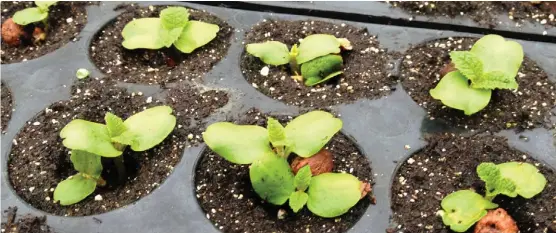  ?? ESPECIAL ?? Los trabajos de habitantes de la zona, fundamenta­les para el plan de Bienes Ecoforesta­les.