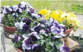  ??  ?? Pansies on a patio, deck or balcony deliver cheering colour from autumn through to late spring.