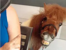  ??  ?? Mini- Pferd „ Honey“bei seinem Restaurant­besuch in Florida