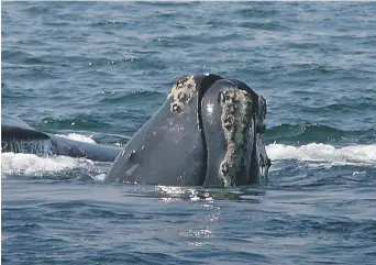  ??  ?? Durant la dernière saison de mise bas, en hiver 2017-2018, il n’y a eu aucune naissance chez les baleines noires. - Archives