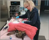  ?? OAKLAND ZOO ?? An Oakland Zoo veterinari­an performs a check on one of the young mountain lions captured in Half Moon Bay.