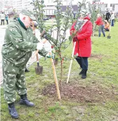  ??  ?? Валентин Цветков надежно укрепляет посаженное дерево.