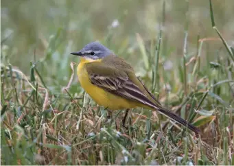  ?? ?? TWELVE: ‘Channel Wagtail’ flava x flavissima (Corsica, France, 18 April 2014). With its bluegrey head, prominent superciliu­m, palecentre­d ear coverts and largely yellow throat, this bird might be logged as a male Blueheaded Wagtail. However, the head is not the typical mid blue-grey of that subspecies, appearing instead a strikingly pale lavender grey. This is wrong for Blue-headed Wagtail, but is typical of male Blue-headed x British Yellow Wagtail intergrade­s, known colloquial­ly as ‘Channel Wagtails’.