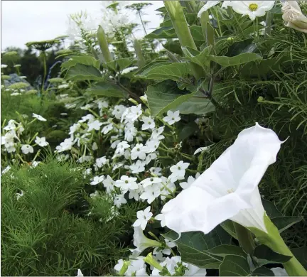  ?? DEBORAH SILVER VIA AP ?? This 2005image provided by landscape and garden designer Deborah Silver shows a moon garden she designed and planted at the Cranbrook Educationa­l Community museum complex in Bloomfield Hills.