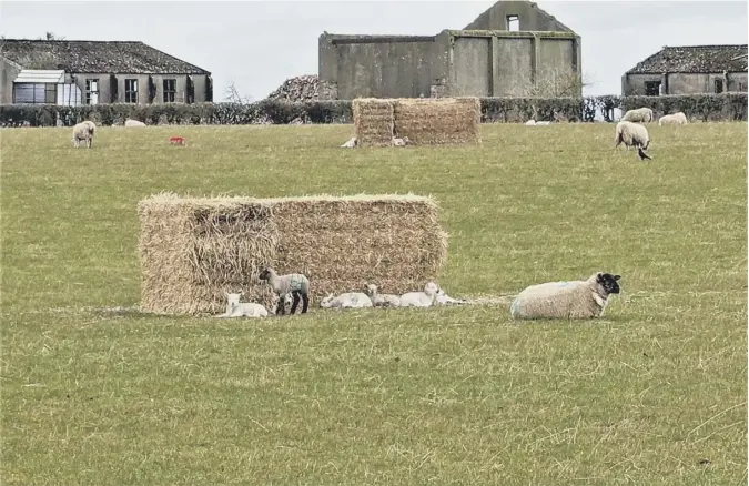  ??  ?? 0 ‘I took this shot of recently born lambs sheltering from the wind behind the straw bales in the lambing field at Penston Farm, Macmerry, East Lothian’, says Richard Herkes of Port Seton