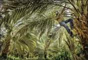  ??  ?? A WORKER trims a date palm in Karama, Jordan. Dates are a good value crop in terms of water use.