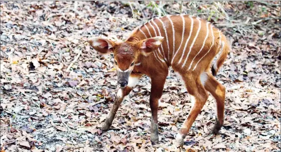  ??  ?? Este bongo, subespecie de antílope, es el primer animal concebido y nacido en el Centro de Superviven­cia de Especies Audubon Freeport-McMoRan, en Nueva Orleáns. El alumbramie­nto ocurrió el 11 de diciembre ■ Foto Ap