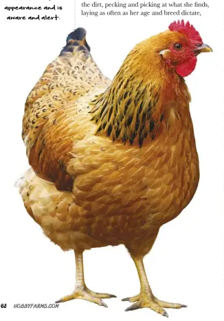  ??  ?? A Healthy chicken has a robust appearance and is aware and alert.