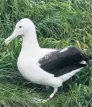 ?? PHOTO: SUPPLIED ?? Taking a breather . . . Royal albatross Yellow White Orange (YWO) takes a wellearned rest at Taiaroa Head after arriving back yesterday to begin the spring breeding season.