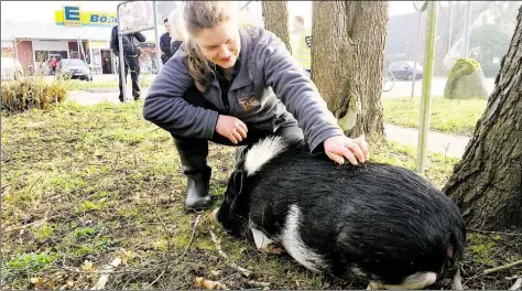  ?? BILD: PATRICK BUCK ?? Da war das Schwein ganz ruhig: Unter den Streichele­inheiten von Sarah Ruf legte sich das entflohene Tier sogar hin. Wenig später machte es aber die Biege und hielt seine Verfolger mächtig auf Trab.