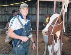  ?? PHOTO: FIONA ELLIS ?? Good to be back . . . Tapanui farmer Bruce Eade prepares to exhibit 4yearold Ayrshire cow Fairleigh Vicky at the Gore A&P Show.