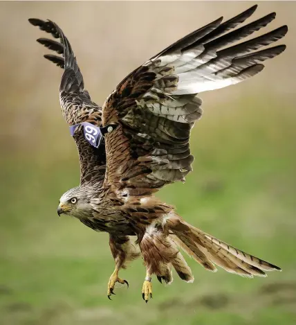  ?? Christophe­r Furlong/Getty Images ?? A red kite descends on Gigrin Farm Red Kite Feeding Centre on July 15, 2020 in Rhayder