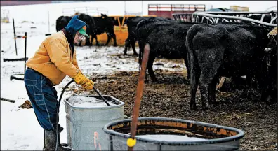  ??  ?? Gustafson fills a trough with water as he tends to his cattle on Thursday.