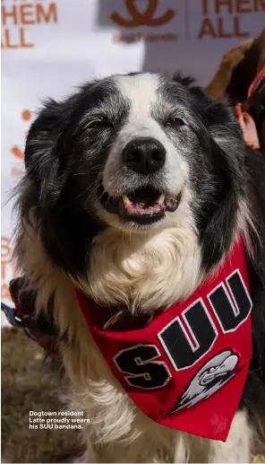  ??  ?? Dogtown resident Latte proudly wears his SUU bandana.