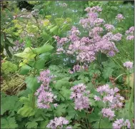  ?? (Jacqueline van der Kloet/Colorblend­s.com via The Washington Post) ?? Most alliums or ornamental onions flower in mid- to late spring and extend the bulb season another month. Here, van der Kloet has used Allium unifolium in a bed that contains cranesbill, nigella and the yellow-flowering biennial Smyrnium perfoliatu­m.