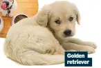  ??  ?? Golden retriever