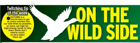  ??  ?? AUTUMN is a crucial time to get as many calories into our wild birds as possible, so leave out high-fat, high-energy foods to help them. Birds don’t calorie count, so let’s fatten them up!