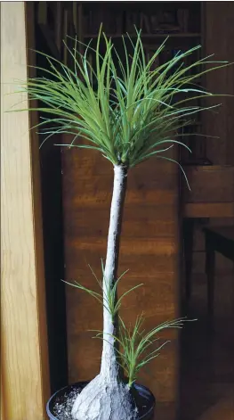  ?? LEE REICH VIA AP ?? A ponytail palm in New Paltz, NY. Cutting back the single stem of this plant to prevent it from growing too tall has coaxed it to send new stems all along the remaining trunk.