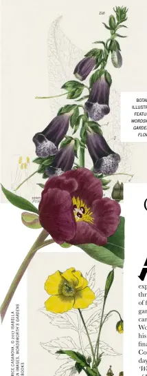  ??  ?? botanical illustrati­ons featured in wordsworth’s gardens and flowers