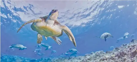  ?? “TURTLE ODYSSEY” FILMMAKING TEAM PHOTO ?? Female sea turtles, like Bunji, swim thousands of miles of open ocean before migrating back, with mysterious precision, to the very beach where they were born to lay eggs that are the foundation for the next generation.