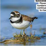  ?? ?? SUCCESS Plover numbers continue to rise