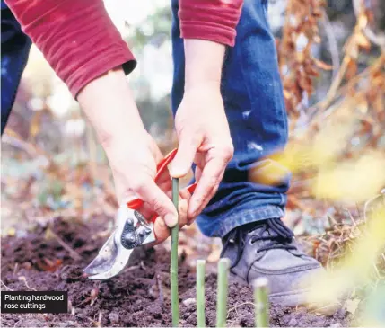  ??  ?? Planting hardwood rose cuttings