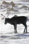  ??  ?? NATHAN DENETTE LA PRESSE CANADIENNE Le caribou forestier a été désigné en 2002 comme espèce menacée par le Comité sur la situation des espèces en péril au Canada.