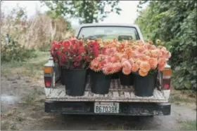  ?? PHOTOS BY MICHELE M. WAITE — CHRONICLE BOOKS VIA AP ?? This 2015 photo provided by Chronicle Books shows the farm truck at Erin Benzakein’s Floret Farms loaded with a harvest of dahlias from the Floret field in Mount Vernon, Wash.