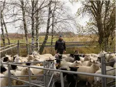  ??  ?? Hemma på gården utanför Skottorp har Carl-oscar och Charlotte 180 egna får.