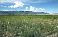  ?? HUO YAN / CHINA DAILY ?? The ecological demonstrat­ion area includes a combinatio­n of arbors, shrubs and grasses in barren, windy Namling county, in the Tibet autonomous region.