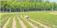  ??  ?? Durch Anbau auf dem eigenen Feld und dem Wegfall von langen Transportw­egen tragen viele Hofläden zum Klimaschut­z bei.