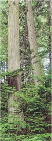  ?? NATURAL RESOURCES CANADA ?? Western red cedar has long been a dominant tree species in the Nanaimo area.