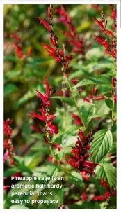  ?? ?? Pineapple sage is an aromatic half-hardy perennial that’s easy to propagate
