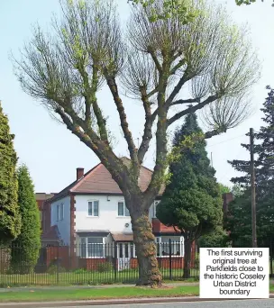  ?? ?? The first surviving original tree at Parkfields close to the historic Coseley Urban District boundary