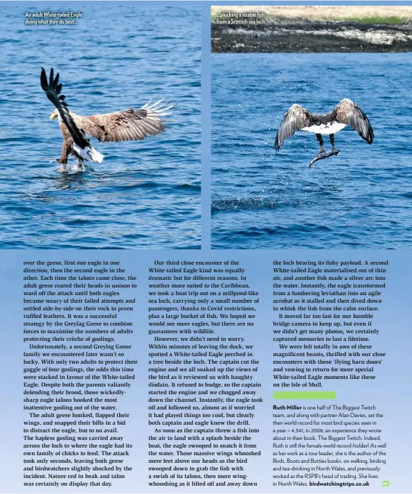  ??  ?? An adult White-tailed Eagle doing what they do best... ...plucking a sizable fish from a Scottish sea loch birdwatchi­ngtrips.co.uk