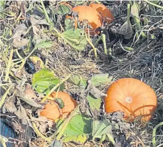  ??  ?? Farm owner Grant Reid is growing pumpkins for the first time this year and is running a festival to encourage locals to come along and pick them.