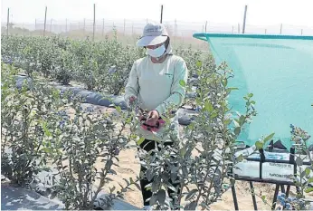  ??  ?? Arándanos. El clima y el ambiente colaboran para que la producción sea muy rápida.