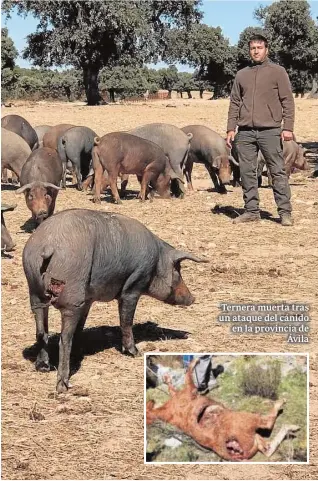  ?? ABC ?? Ternera muerta tras un ataque del cánido en la provincia de
Ávila
Héctor Gómez, con sus cerdos, uno herido por el lobo